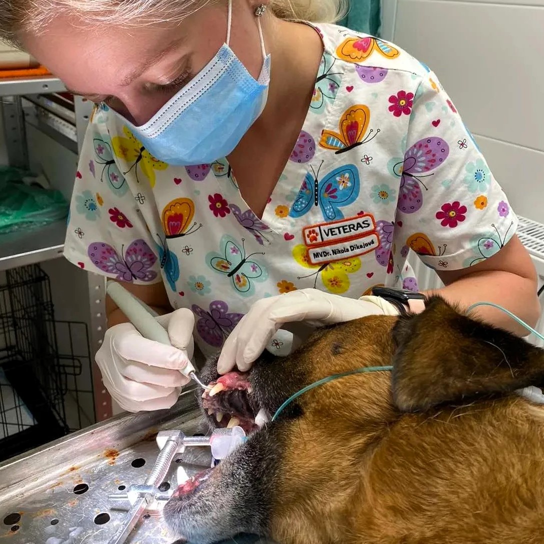 Dentálna hygiena psov Košice a okolie VETERAS